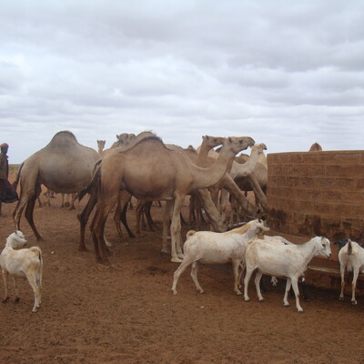 Livestock at Burgabo, Marsabit County - Northern Kenya