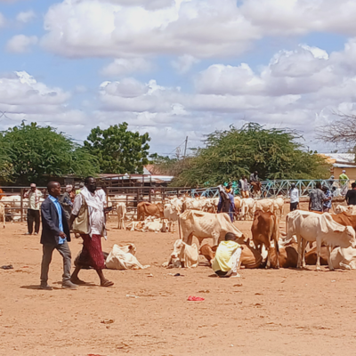 Livestock market in Northern Kenya
