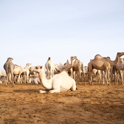 Wajir weather and Climate Pics