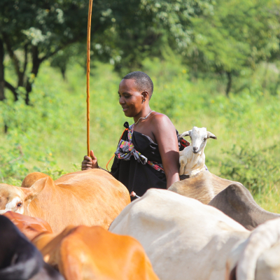 Maasai woman with her cattle in Tanzania Maasai woman with her cattle in Tanzania