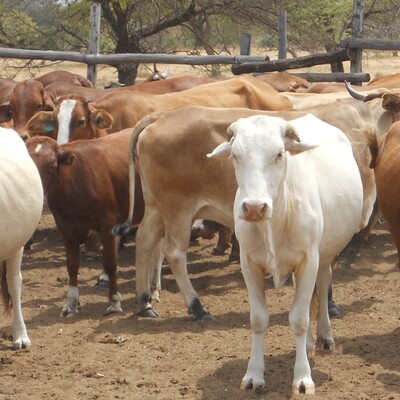 Image of cows