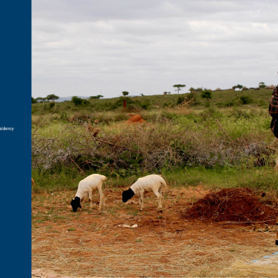 A woman farmer feeding sheep A woman farmer feeding sheep