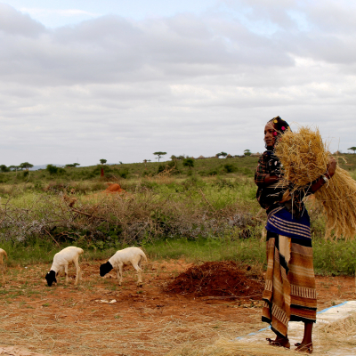 Borana woman collecting hay with sheep