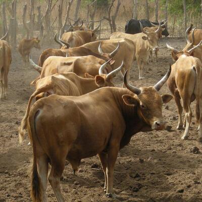 Small Ruminant Production Enhancement Project, Gambia