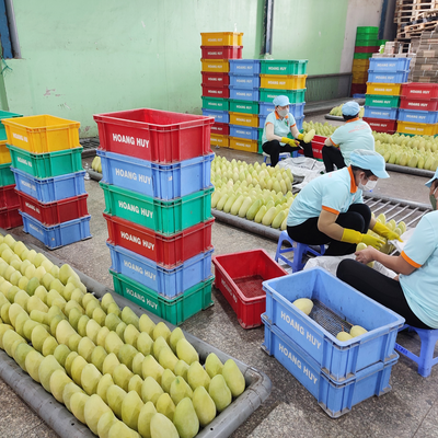 Increasing the standards and quality compliance capacity of the mango value chain in the Mekong River Delta