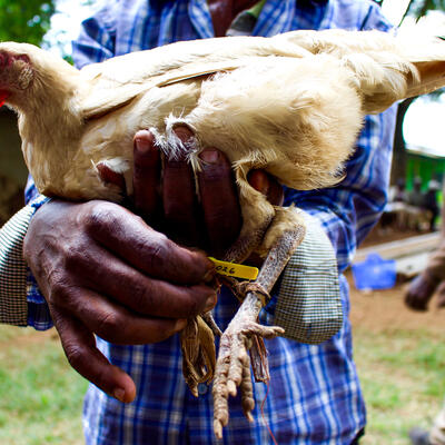 A smallholder farmer holds a chicken