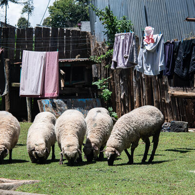 Sheep grazing near a household in Nairobi