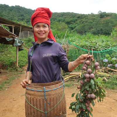  A Thai ethnic farmer harvests the plum from the garden (photo credit: ILRI/Chi Nguyen). 