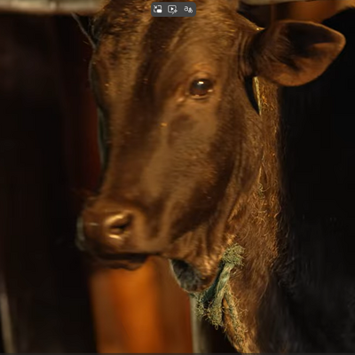 Bundling of feed and forage innovations for adoption and impact