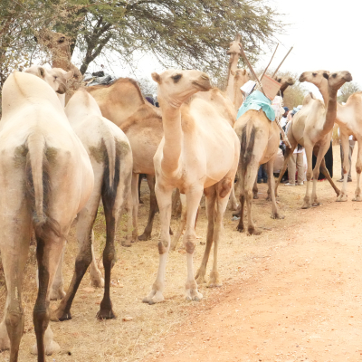 When camel cross borders, so can peace and prosperity