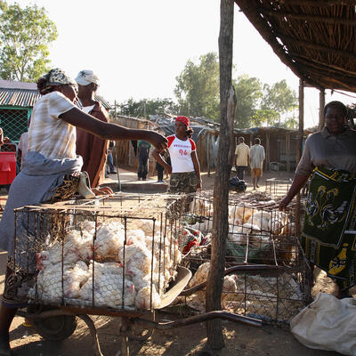 Using social media to transform gender norms for women poultry farmers in Tanzania