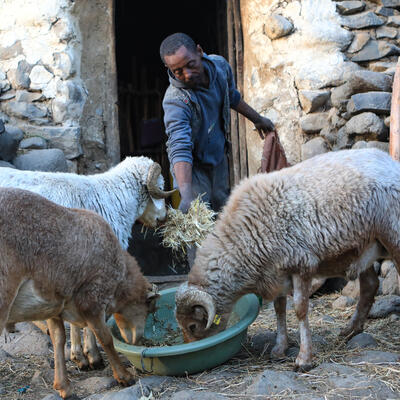 Sintayehu Bashahyider feeds his sheep in front of his home