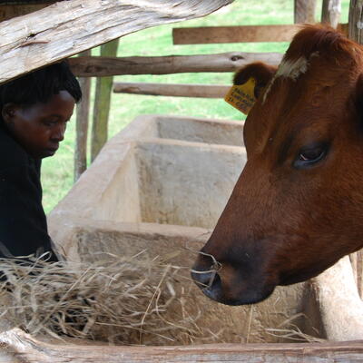 Dairying in Bomet County, Kenya