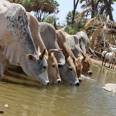 Cows drinking water in a drying river in Isiolo country, Kenya