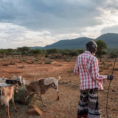 A Samburu pastoralist and his animals