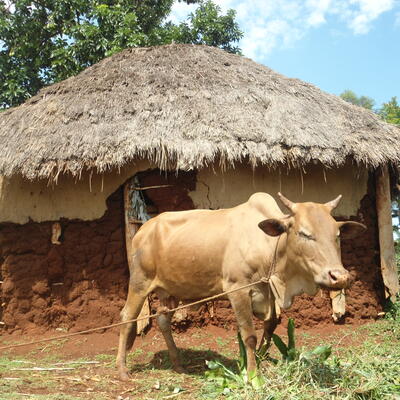 A cow in a village in Western Kenya. Photo credit: Mark Nanyingi