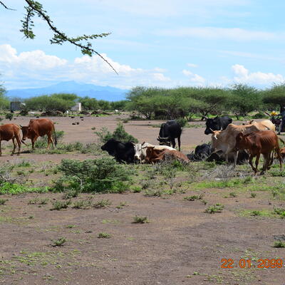 herd of cattle and landscape