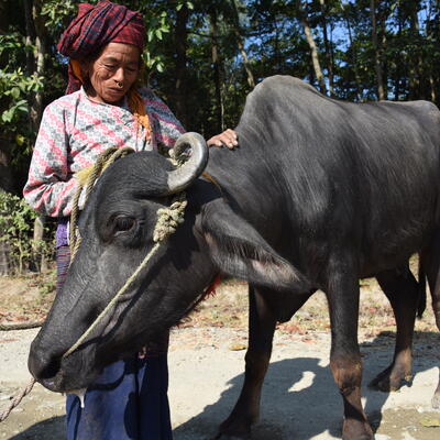 Women buffalo farmer with buffalo in Saptari, Nepal (ILRI / Nils Teufel).