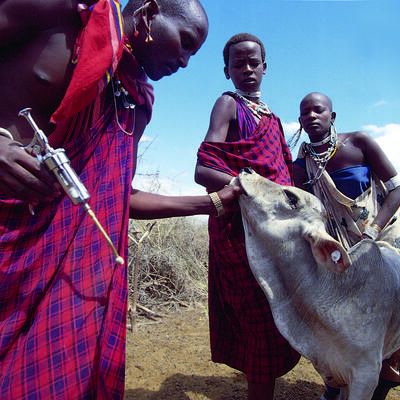 Maasai man vaccinating a cow against East Coast fever in northern Tanzania