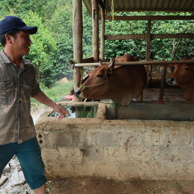 Ha Van Kim, a Thai ethnic farmer in Son La Province, Vietnam takes care of his cattle (photo credit: ILRI/Chi Nguyen).