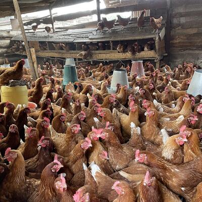 Smallholder poultry farming in Kenya
