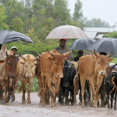 Rain on cattle