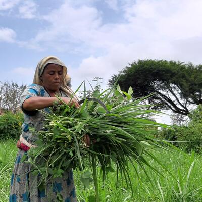 Woman harvesting Irrigated fodder-ILSSI