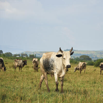 Ethiopian Fogera cattle