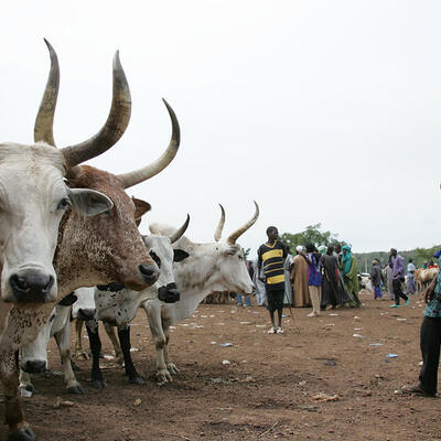Livestock market in Mali
