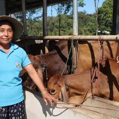 Cattle farmers in Vientiane, Lao PDR