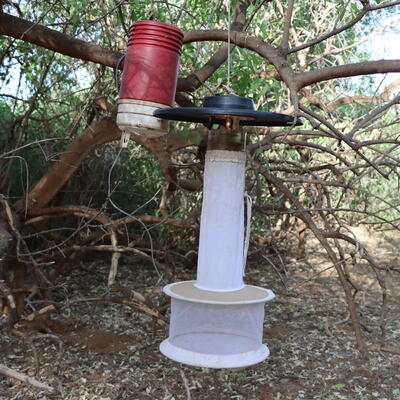 A mosquito trap 