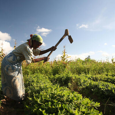 Groundnut farmer in Malawi (ILRI/Stevie Mann)