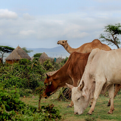 Boran cattle and camel