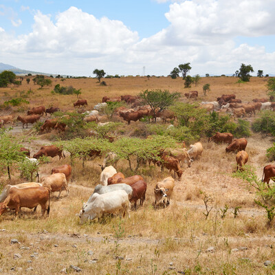 Livestock grazing in Kapiti Research Station (photo credit: ILRI/Eric Ouma)