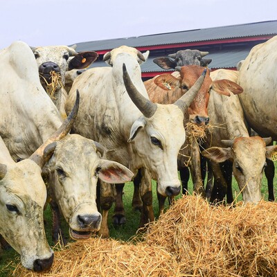 Cattle eating hay (ILRI/Folusho Onifade)