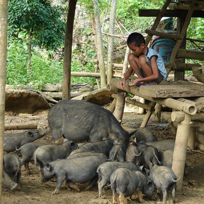 Boy feeding Ban pigs on his family farm.