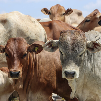 Borana calves at ILRI's Kapiti Research Station & Wildlife Conservancy
