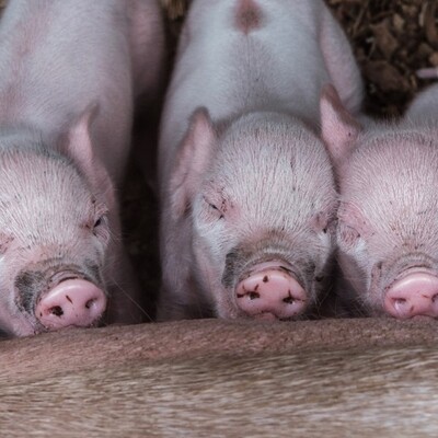 Piglets at a farm in Uganda (photo credit / ILRI- Pamela N. Wairagala)