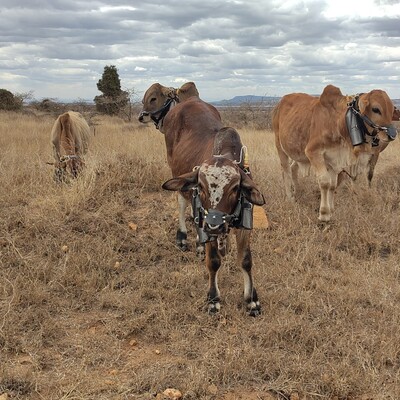 Cattle wearing breath-collecting harness