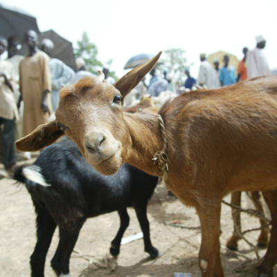 From scapegoat to solution From scapegoat to solution