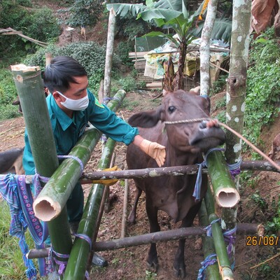 A veterinarian checks cattle health on a farm.