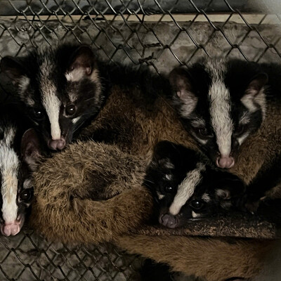 A civet farm in Thai Nguyen Province, Vietnam