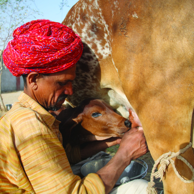 A man milking a cow