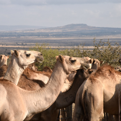 A veterinary medicine for dromedary camel health and welfare training was held at the ILRI Kapiti Research Station 1-5 April 2019 (photo credit: ILRI/Paul Karaimu). A veterinary medicine for dromedary camel health and welfare training was held at the ILRI Kapiti Research Station 1-5 April 2019 (photo credit: ILRI/Paul Karaimu).