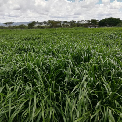 Brachiaria grass in full bloom at Kapiti Ranch (photo credit: Sita Ghimire/ILRI). Brachiaria grass in full bloom at Kapiti Ranch (photo credit: Sita Ghimire/ILRI).