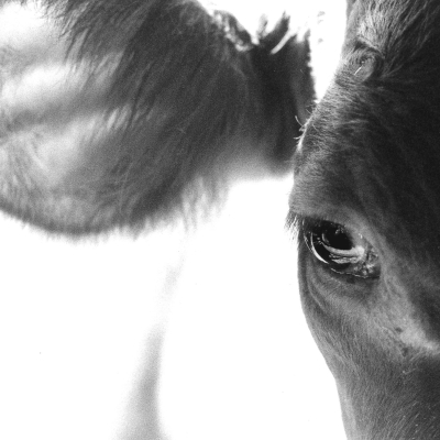 Picture of a cow Picture of a cow