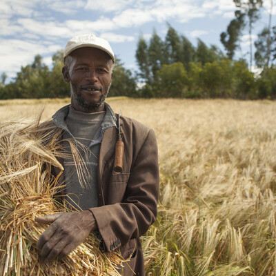 Ethiopian man with barley crop