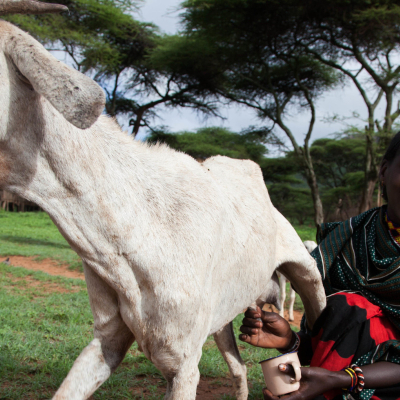 A women pastoralist milks her goat