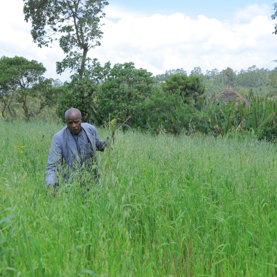 Ayele Harvests fresh forage Ayele Harvests fresh forage