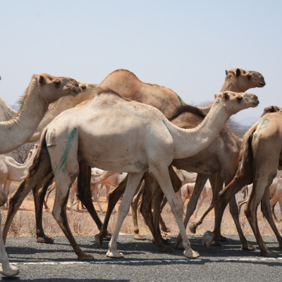 Photo of camels in Moyale, Kenya